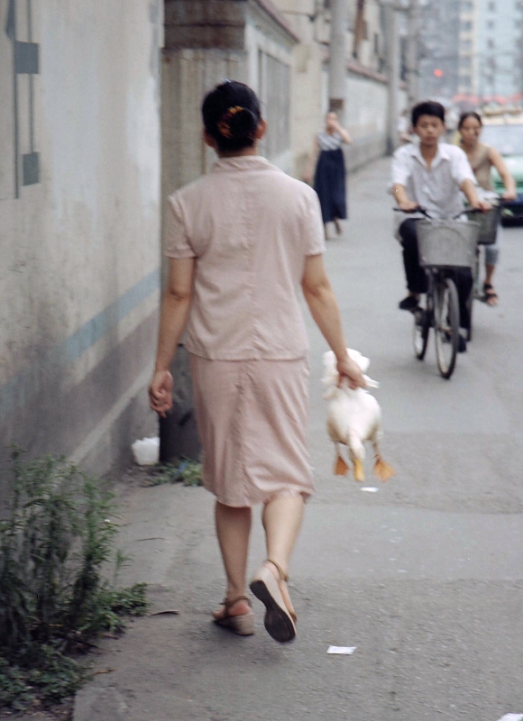 woman and duck, Chengdu China.jpg